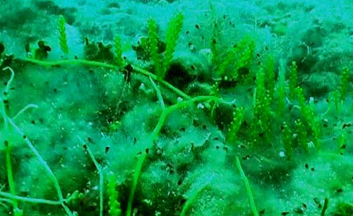 Caulerpa Racemosa