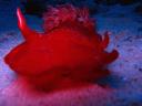 spanish dancer