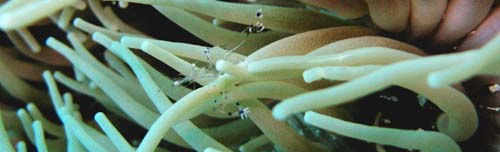 anemone scrimp