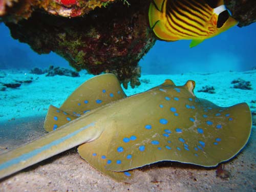 bluespotted ray