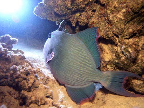 triggerfish by night