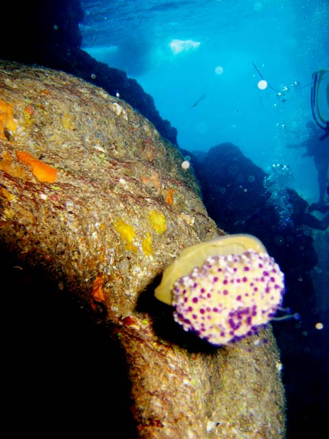 medusa in montenegro